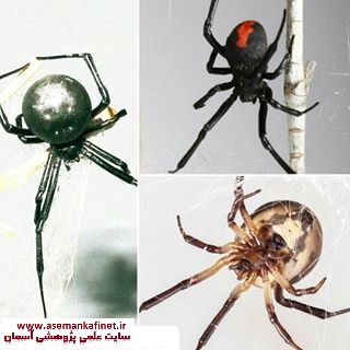 در مورد گروه های مختلف عنکبوتیان )عنکبوت، رطیل، عقرب و کنه( اطلاعاتی را جمع آوری و گزارش آن را در کلا