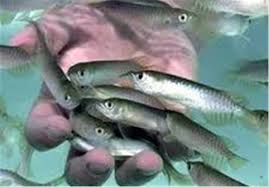تحقیق درمورد آموزش پرورش ماهی